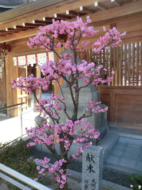 http://www.senjaku.com/blog/CIMG0269.JPG