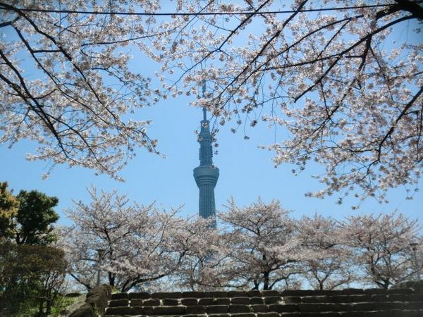 桜とスカイツリー.jpg