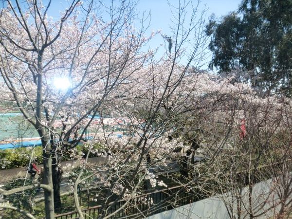 楽屋桜1.jpg